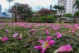 Flores formam lençol rosa na terra durante outono em Campo Grande (Foto: Juliano Almeida)