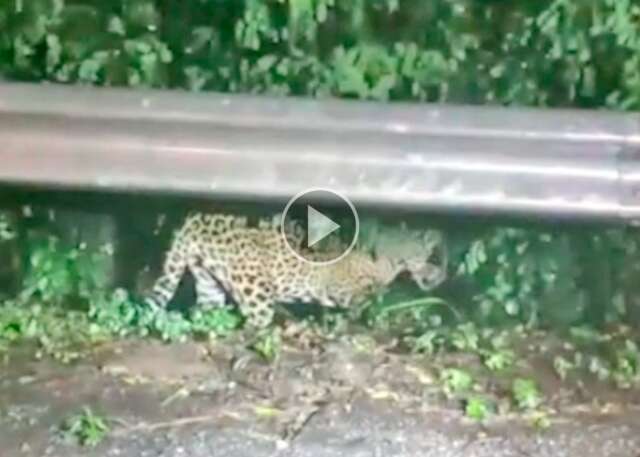 A vida pede passagem: com cheias no Pantanal on&ccedil;a-pintada atravessa BR-262