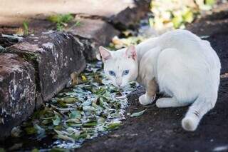 Gatinho de rua aguarda por ajuda (Foto Henrique Kawaminami/Campo Grande News)