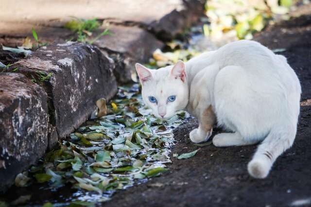 Prefeitura publica regras a interessados em Selo Empresa Amiga dos Animais