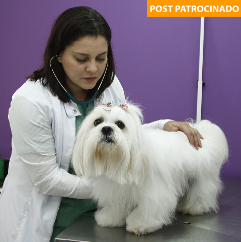 Clínica veterinária Bem Estar Animal se torna referência em castração