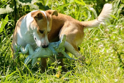 Imagem curiosa de cachorro com iguana na boca viraliza na internet 