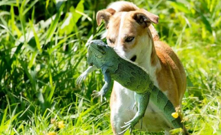 Cachorro com a iguana na boca (Foto: Guilherme Giovanni)