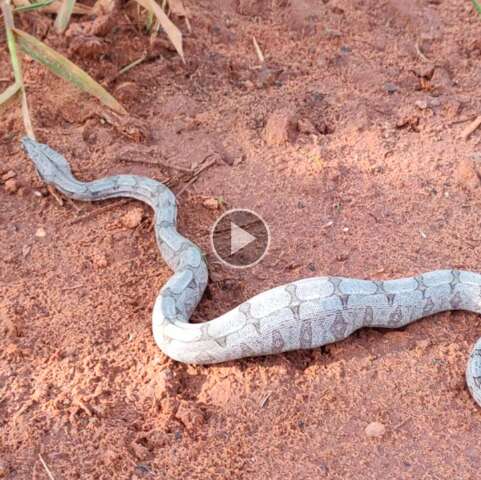 Ap&oacute;s se alimentar de p&aacute;ssaro, jiboia &eacute; capturada em cal&ccedil;ada