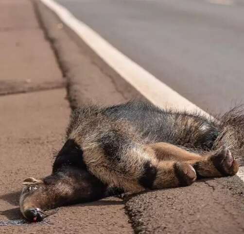 Lan&ccedil;ado em dezembro de 2021, Programa Estrada Viva &eacute; chamado de &#039;Estrada Morta&#039;