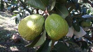 Goiabeira produzindo no pomar da Cepaer; há frutos de mesa e para o uso industrial
