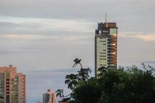 Araras encantam em cenário tomado pelos prédios (Foto: Henrque Kawaminami)