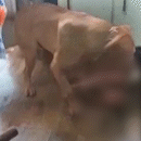 Pitbull ataca cachorros pela sétima vez no Jardim Carioca