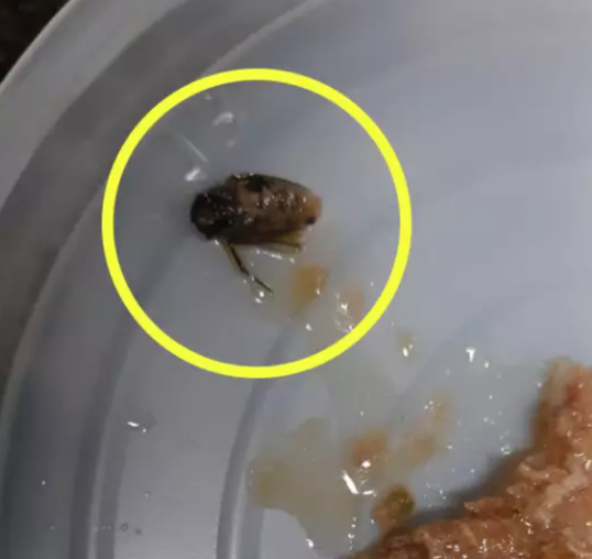 Servidores acham inseto, fios de cabelo e larvas em comida de hospital