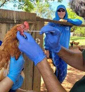 Equipes fazem coleta de material em aves de subsistência em propriedade rural. (Foto: Mapa)