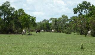 Gado se alimenta de pastagens nativas no Pantanal; qualidade desse capim será pesquisada pela Embrapa. (Foto: Arquivo/Embrapa)
