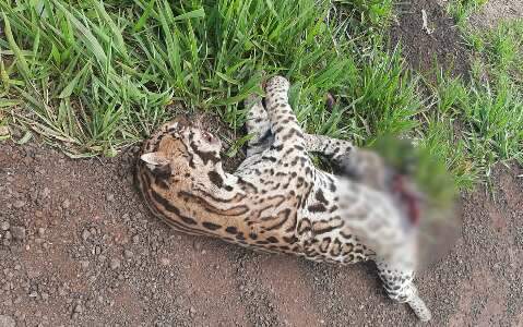 Jaguatirica &eacute; encontrada morta &agrave;s margens de rodovia em Maracaju