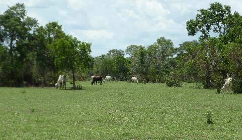 Imasul vai avaliar mais 4 grandes projetos de pastagens no Pantanal