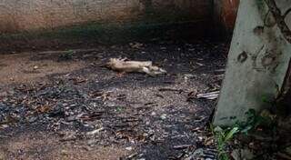 Animal foi encontrado morto no quintal da casa onde vivia. (Foto: Site Diário Corumbaense)