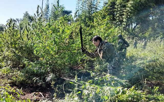 Paraguai e Brasil iniciam nova ofensiva contra ro&ccedil;as de maconha na fronteira