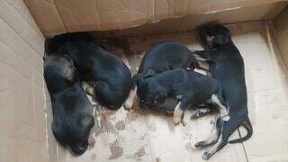 Animais foram encontrados em caixa de papelão no Centro de Campo Grande. (Foto: Direto das Ruas)