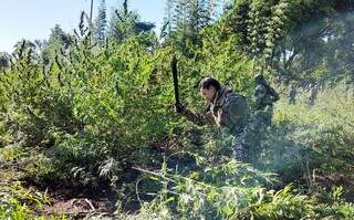 Agentes da Senad cortam pés de maconha em área de cultivo perto de MS (Foto: Divulgação)