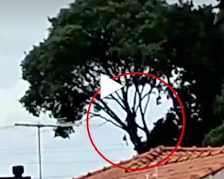 Morador denuncia corte irregular de árvore no Jardim Panamá
