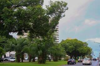 Árvores no canteiro central da Avenida Afonso Pena, Centro de Campo Grande (Foto: Alex Machado)