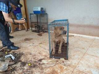 Animais serão levados para a ONG Cão Feliz, em Campo Grande. (Foto: Ana Beatriz Rodrigues)