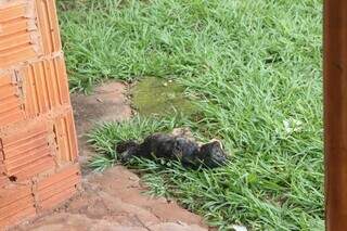 Deixados dentro de obra, dois cachorros morrem e um &eacute; socorrido