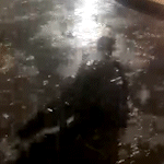 Em noite chuvosa, jacaré é visto passeando por rua do Jardim Aeroporto