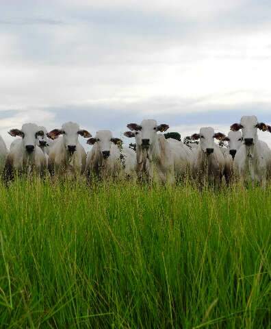 MS salta de 5º para 3º maior exportador de carne, mostra Rally da Pecuária