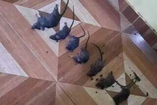 Em um único momento, o morador relata ter matado 7 ratos (Foto: Direto das Ruas)