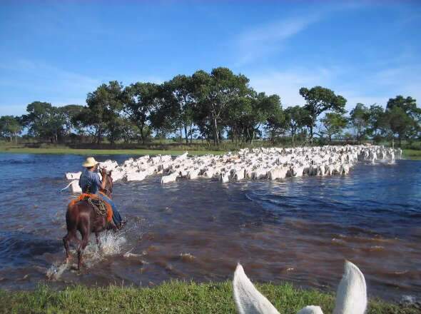 Parceria com pecuaristas quer produzir bezerros rastreados  no Pantanal