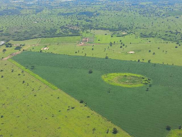 Desmatamento do Pantanal em MS &eacute; cinco vezes maior que em MT