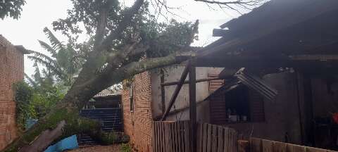 Árvore cai sobre casa e destrói telhado durante chuva