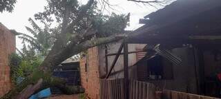 Árvore caída em cima de residência na Nova Campo Grande (Foto: Direto das Ruas)