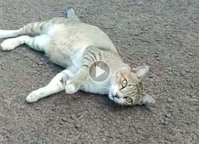 Gato comunit&aacute;rio &eacute; amea&ccedil;ado por moradores e tutora aciona Justi&ccedil;a