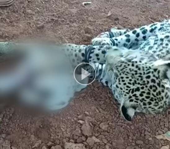 V&iacute;deo de on&ccedil;as torturadas e com a cabe&ccedil;a decepada &eacute; alvo de investiga&ccedil;&atilde;o