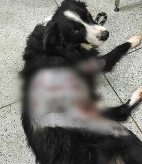 Cachorro que foi atacado pelo quati após passar por atendimento. (Foto: Direto das Ruas)
