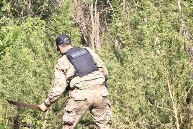 Em uma semana, for&ccedil;a-tarefa destr&oacute;i 600 toneladas de maconha na fronteira