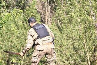 Agente paraguaio corta pés de maconha em roça na fronteira com MS (Foto: Divulgação)