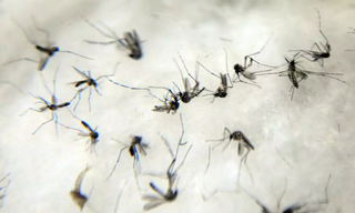 Mosquitos Aedes aegypti, transmissores de dengue e outras doenças. (Foto: Agência Brasil)
