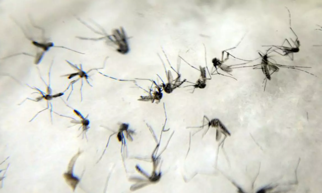 Capital j&aacute; enfrenta epidemia de dengue, alerta Sa&uacute;de