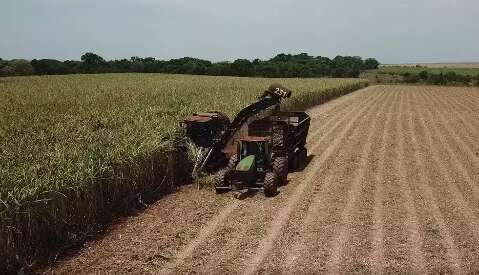 Processamento de cana atinge 43,5 milh&otilde;es de toneladas