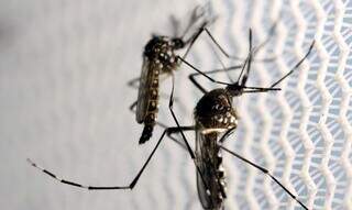 O mosquito Aedes aegypti. (Foto: Paulo Whitaker/Agência Brasil)