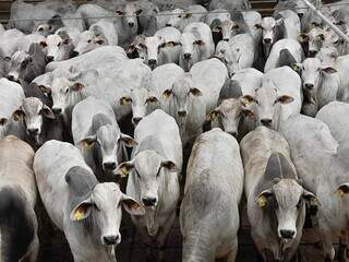 Lote de bovinos rastreados submetidos à prova de avaliação de carcaça em frigorífico. (Foto: Divulgação/ACNB)