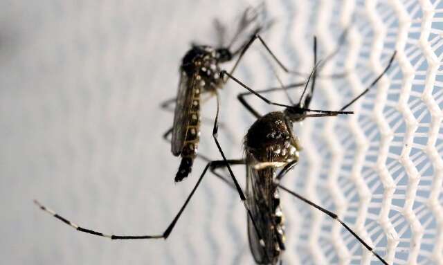 Com nova &quot;f&aacute;brica de Aedes aegypti&quot;, Brasil ampliar&aacute; combate a doen&ccedil;as