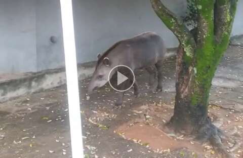 Anta &eacute; flagrada passeando em &aacute;rea urbana de Tr&ecirc;s Lagoas