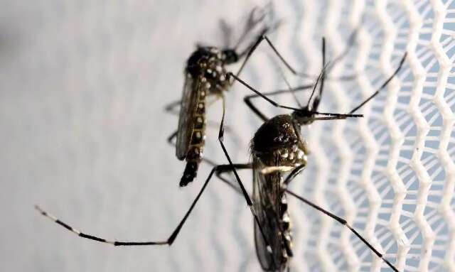 Governo intensifica a&ccedil;&otilde;es de combate ao Aedes aegypti em MS