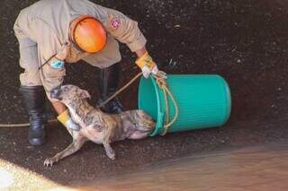 Momento do resgate do cão no córrego, em que o bombeiro coloca o vira-lata dentro de um balde improvisado. (Foto: Juliano Almeida)
