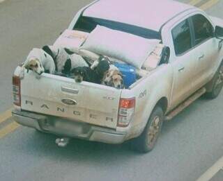 Veículo utilizado pelo suspeitos durante transporte de cachorros. (Foto: Reprodução)