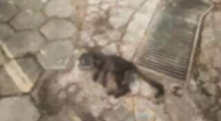 Um dos gatos que foi encontrado morto, no estacionamento do Ministério da Agricultura, em Campo Grande (Foto: Divulgação)