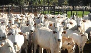 Rebanho bovino em propriedade rural sul-mato-grossense; gado era submetido a duas etapas anuais de vacinação. (Foto: Arquivo/Governo MS)