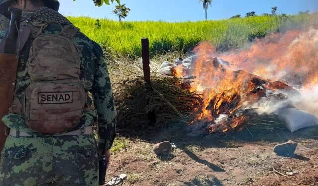 Opera&ccedil;&atilde;o chega ao fim com destrui&ccedil;&atilde;o de 1 milh&atilde;o de quilos de maconha